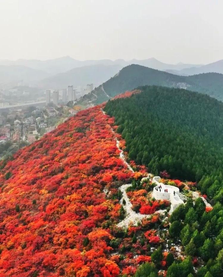 双色奇景
蝎子山是济南市区一处免费的秋日赏景胜地，以“半山翠绿半山红”的独特景观