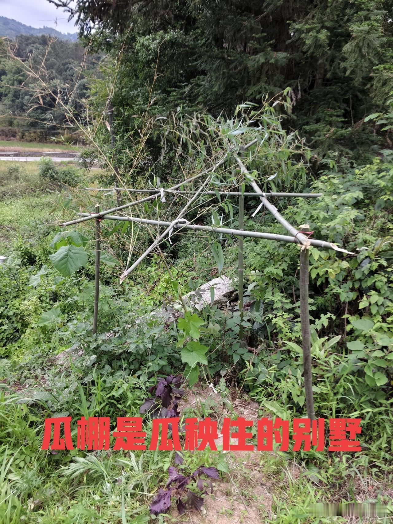 瓜棚是瓜秧的别墅
我给丝瓜搭瓜棚，这是甜甜的丝瓜住的别墅，瓜棚和别墅一样占地面积