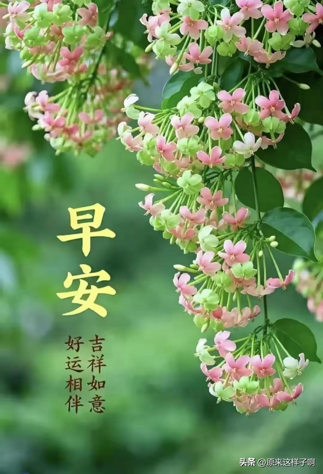 清晨漫步在小区花园，那一朵朵花儿简直萌化了我的心。瞧那娇艳欲滴的玫瑰，花瓣上还挂
