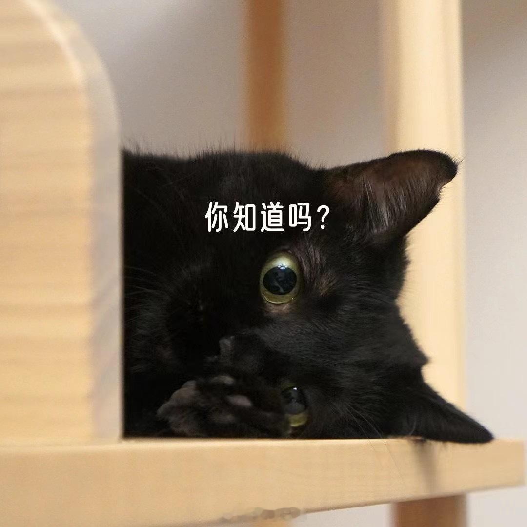 貓咪們都要健康開心🥳#國際貓咪日# ​​​