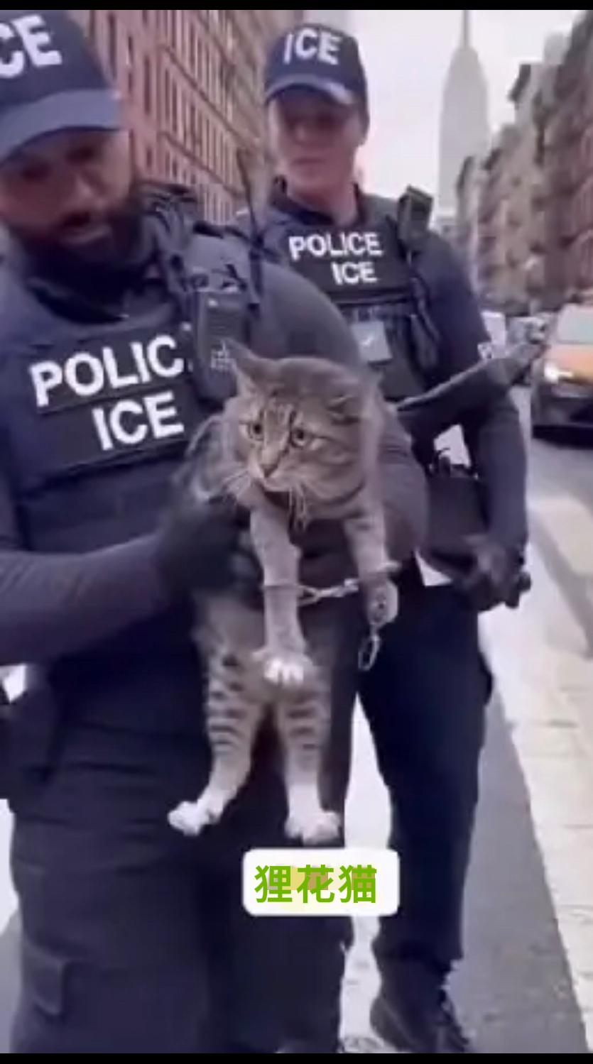一只中华狸花猫，在英国上演了一出“功夫熊猫”的戏码，直接把当地的宠物圈搅得天翻地