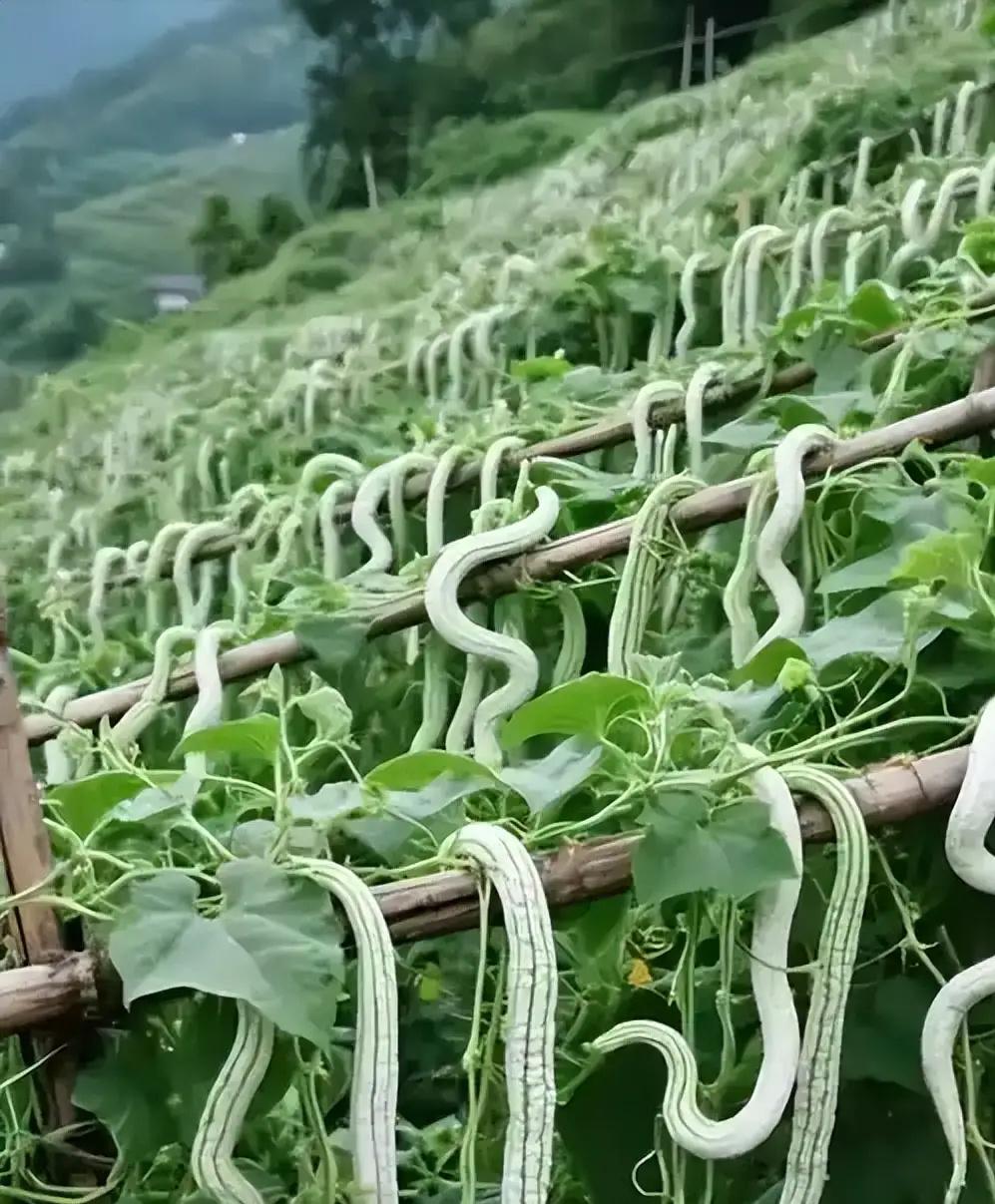 冯唐说:没有智慧的“单纯”，是蠢。

很赞同他这句话，以前不懂，长大了才明白，当
