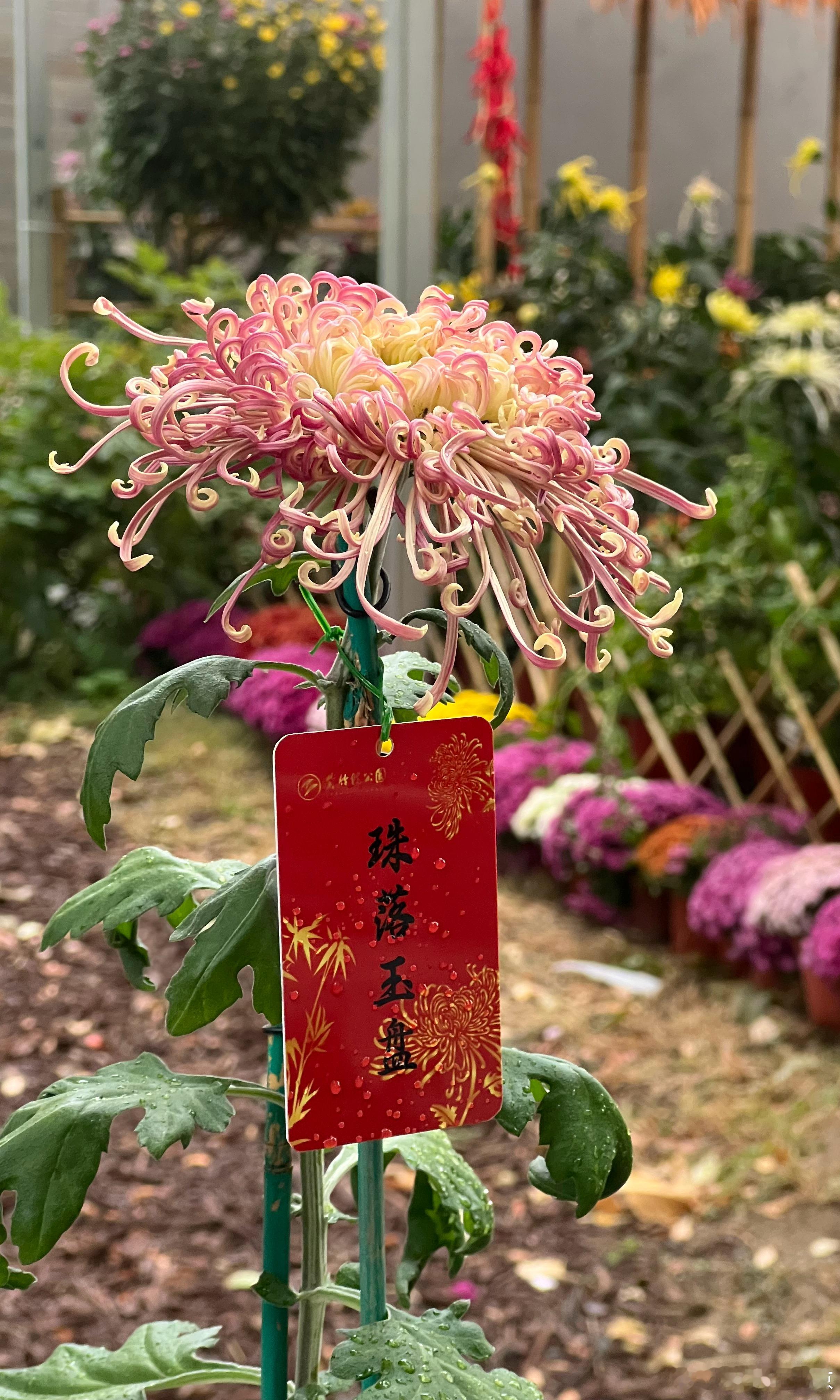 大美中国北京的秋色 紫竹院公园 行宫 菊花展打卡美丽的中国超话 北京·紫竹院公园