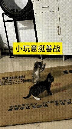 这视频我连着看了好几遍，真是越看越好笑。你瞅这小狸花猫，戏多得没边，自个儿支棱着