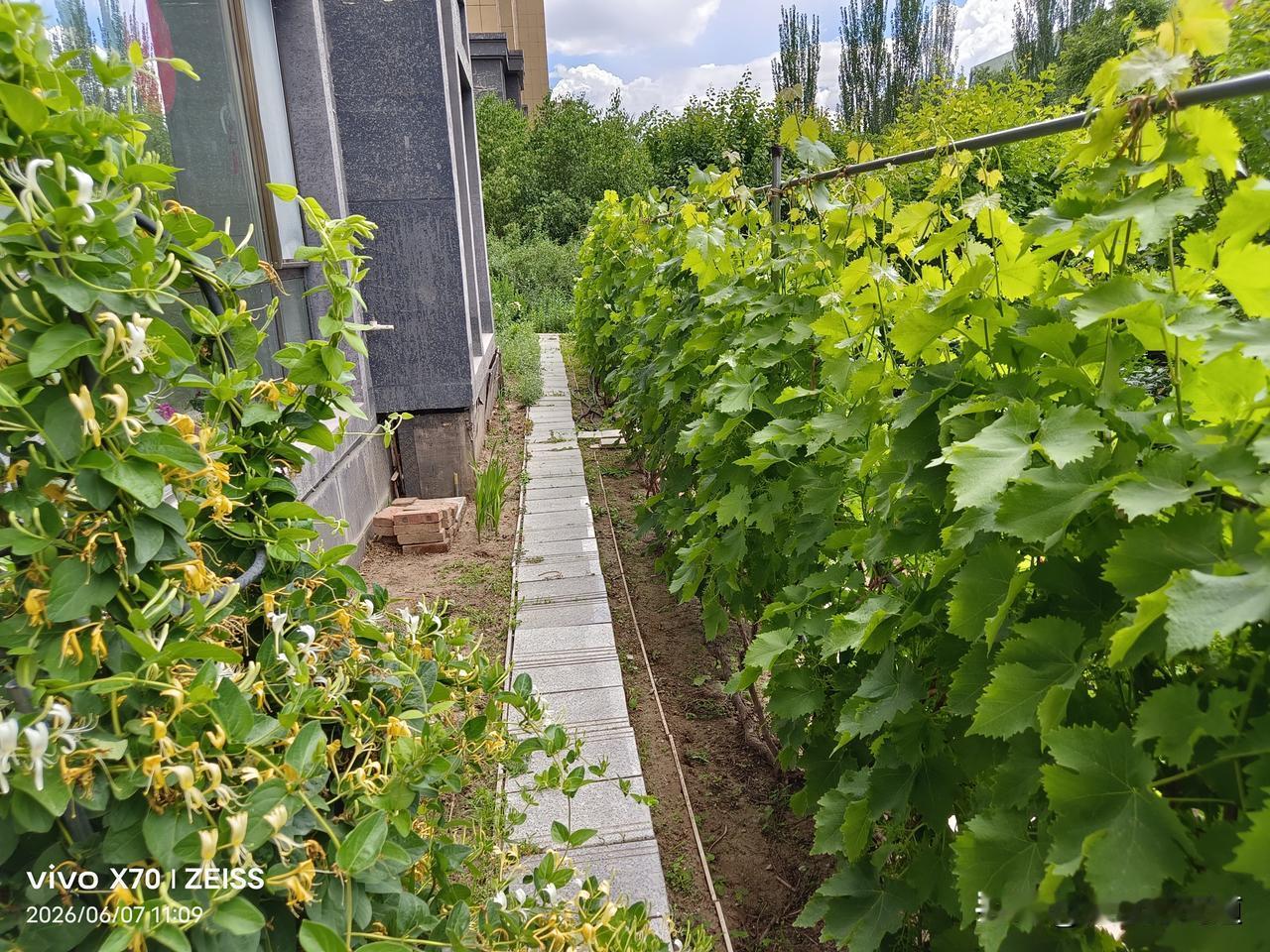 相册里的花花草草