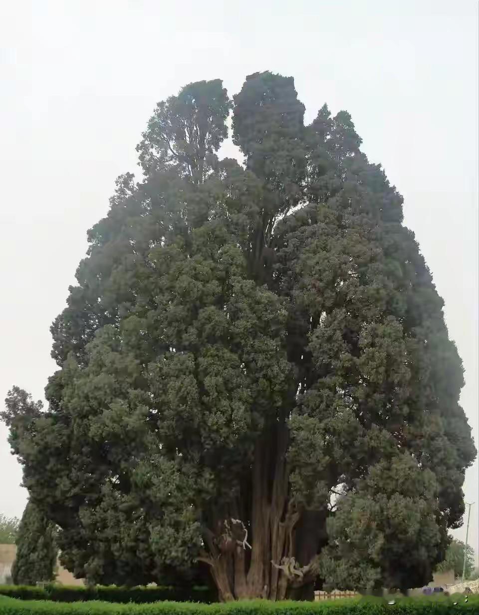 北京时间5月17日，伊朗总统佩泽希齐扬在社交媒体上发了一棵古柏树照片。

配发的