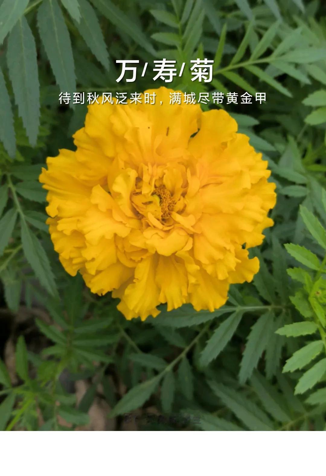 #菊花美景分享#