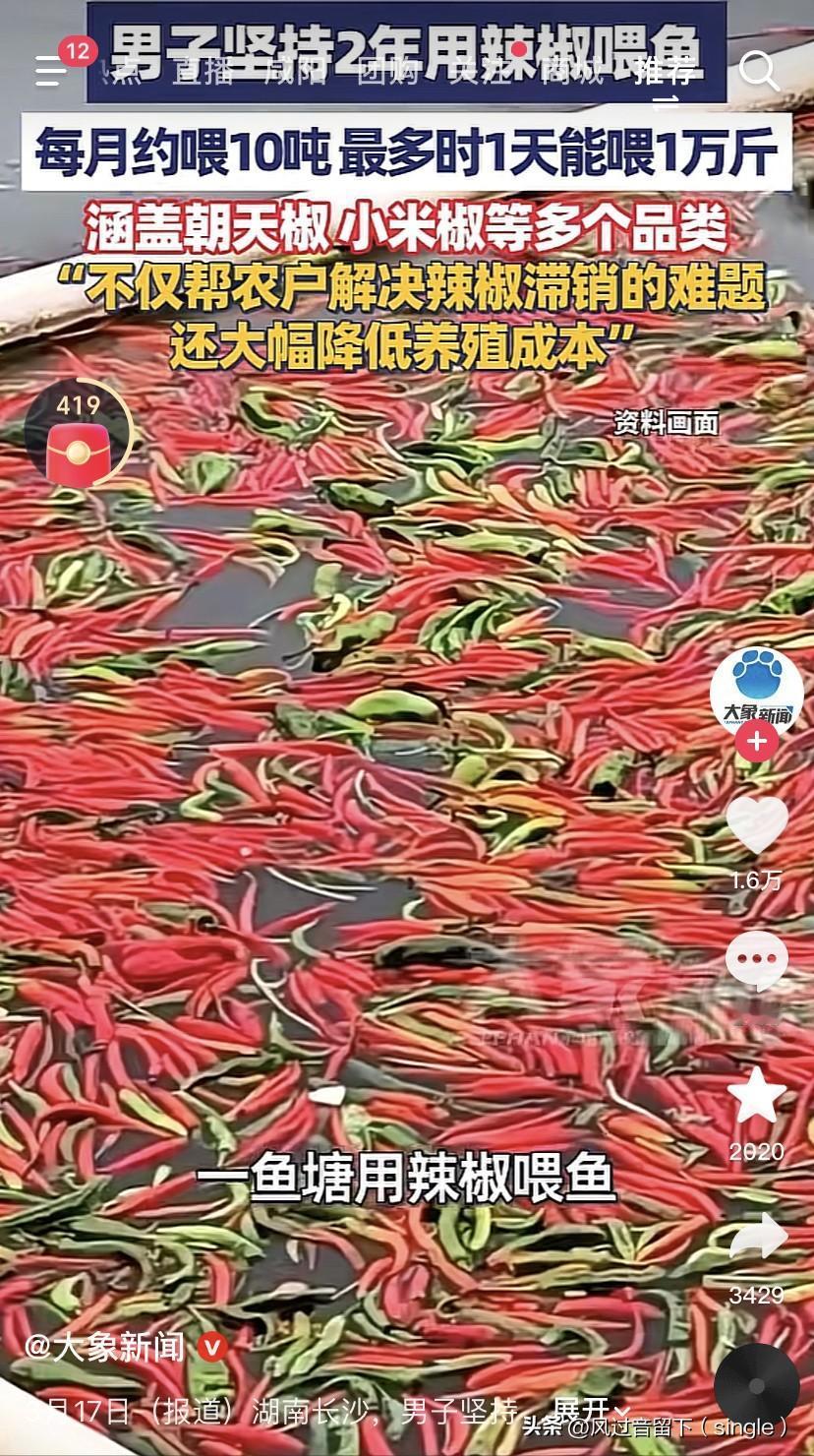 湖南的人爱吃辣，连湖南的鱼也爱吃辣！
湖南长沙县有个人连续两年坚持用辣椒喂鱼，都