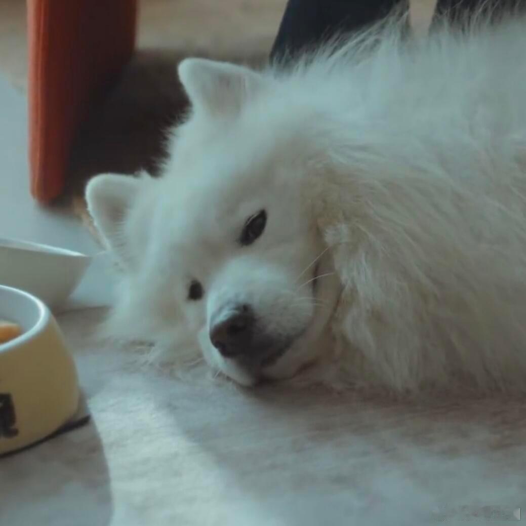 卢克这老谋深算的微笑明明是一只萨摩耶，怎么表情全是对老谋深算，luke这是把你教