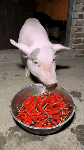 狗狗见二师兄在盆子里吃食，扑上去把二师兄赶走，那鲜红的美食太诱狗了，还没开口哈拉