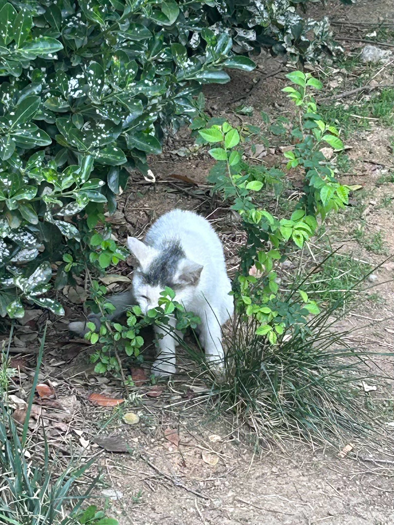 公司楼下的小猫真的很貌美呀，有种想抱走的冲动，这合适吗～