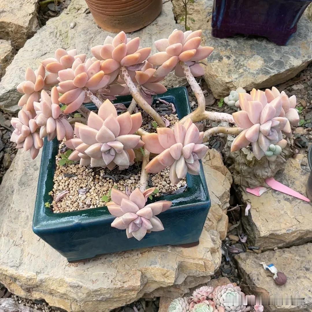 #分享你手机中的花花草草#
清晨，从欣赏美丽的多肉开始