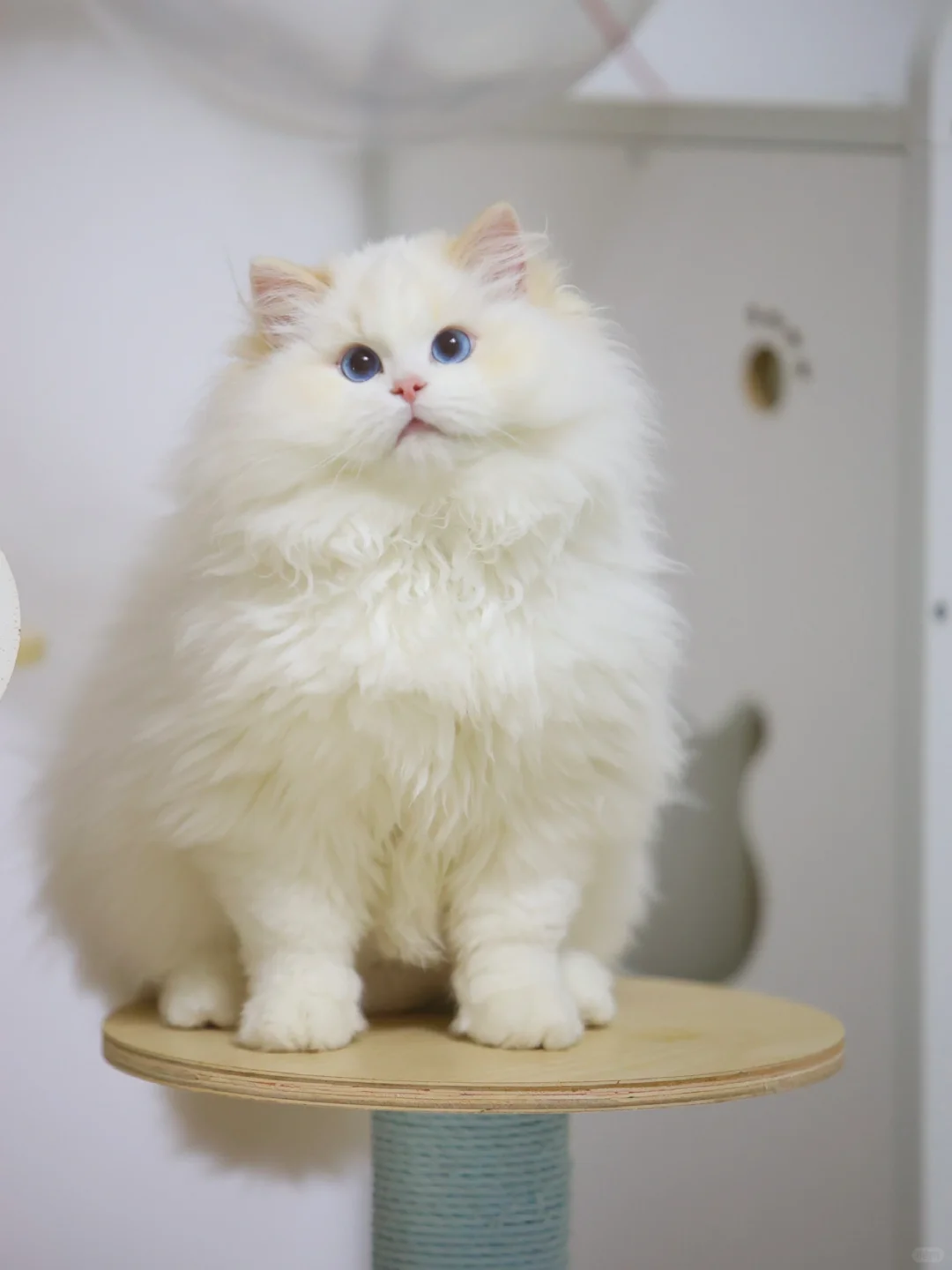 火焰色的小胖子也太好看了叭！😍