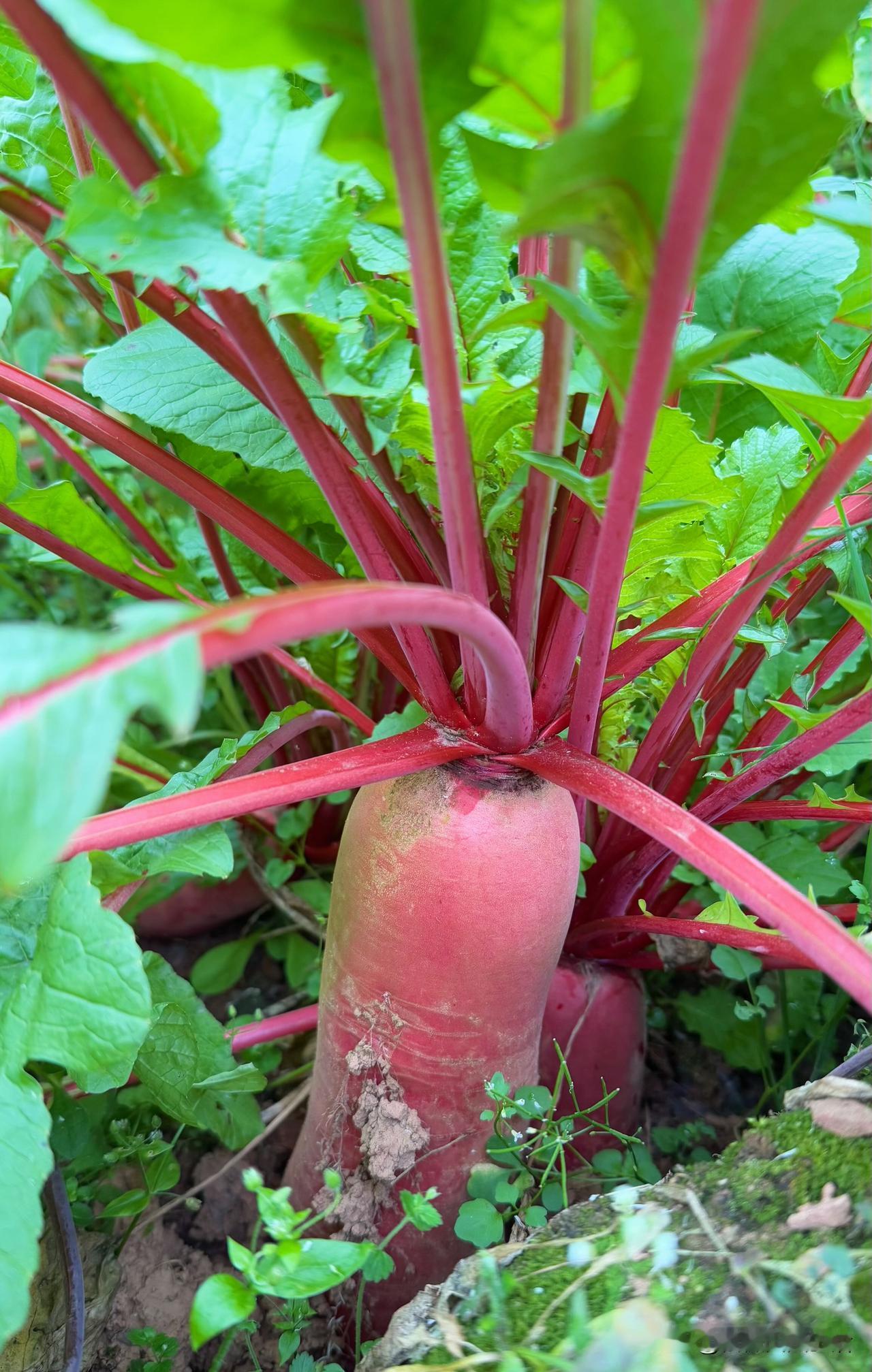 秋末冬初，菜园里的红萝卜褪去嫩黄，裹着一身艳红破土而出。带着泥土湿气的根茎圆胖饱