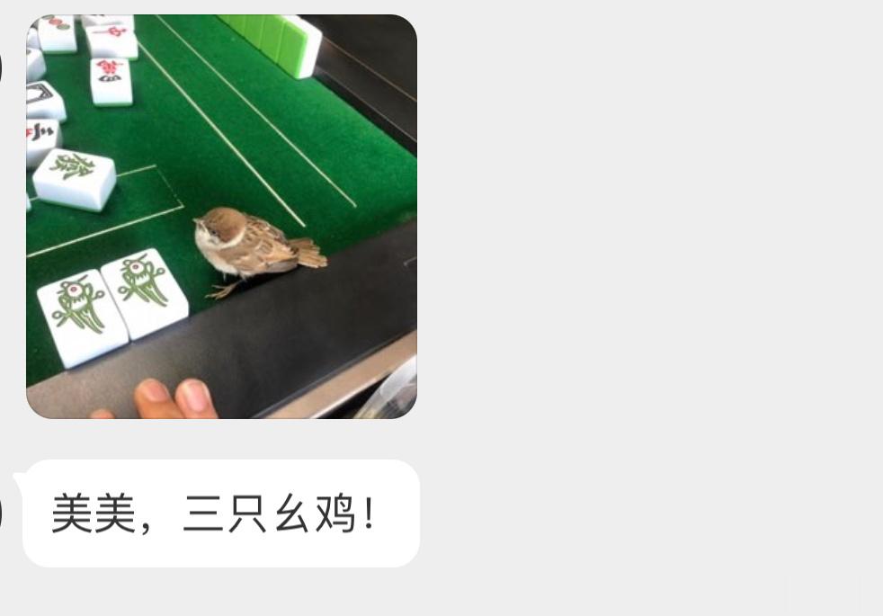 ？？？幺鸡旁边是刚会飞的小麻雀🙊 （不要养哦 ​​​