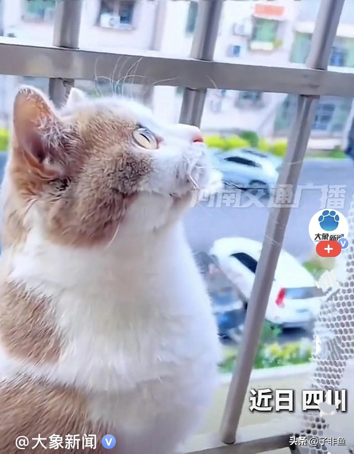 哈哈，太可爱了……
 近日，四川一住宅楼里，一只猫咪在阳台上和楼上的一只小猫咪深