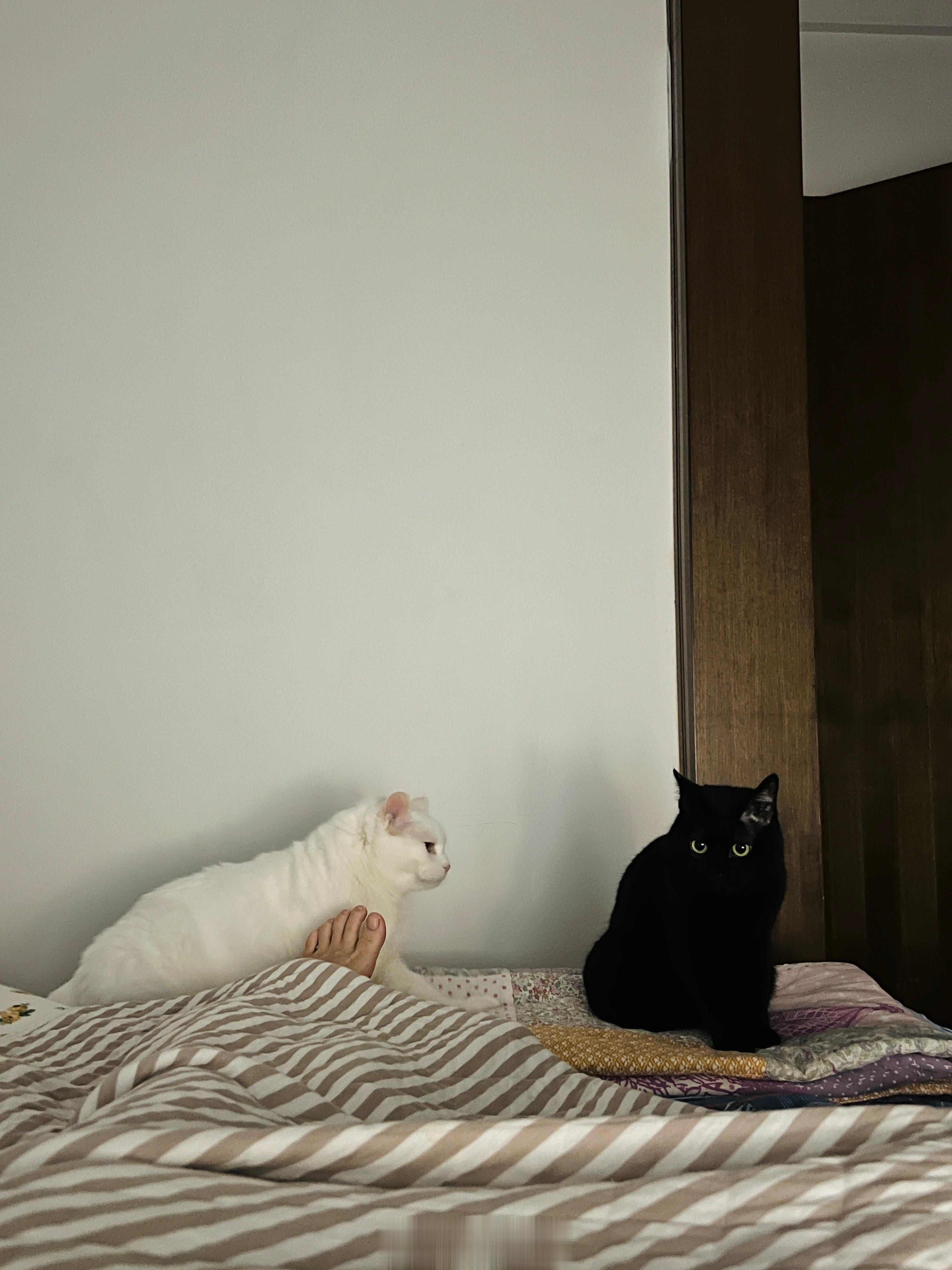 凌晨暴雨中的白肥軟天鵝與黑天鵝黑天鵝想與白肥軟天鵝保持距離於是黑天鵝走到肚子上討