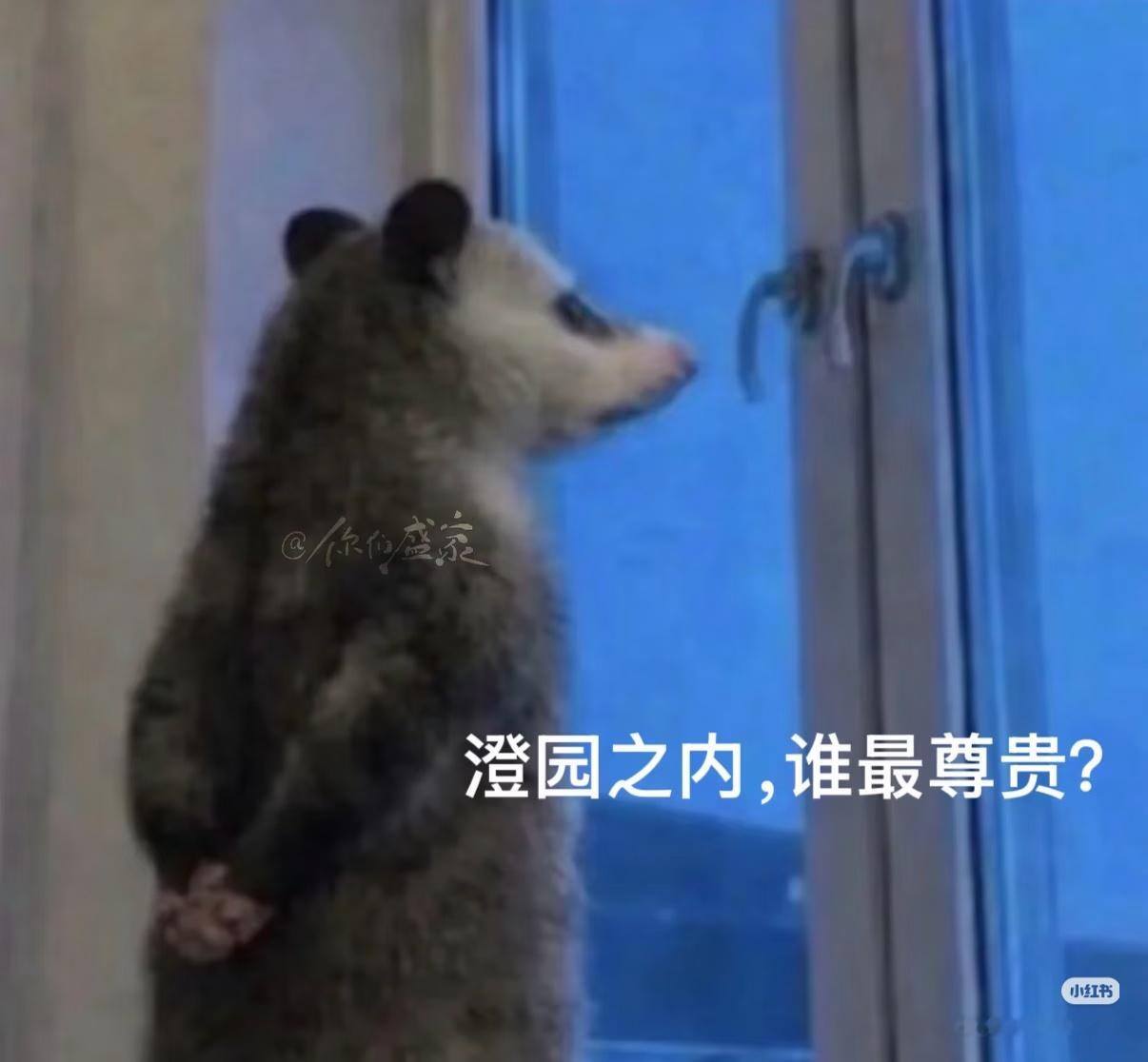 内娱新四大名著知否的梗，什么人路过都会背几句用几个盛家的热闹是看不完的 