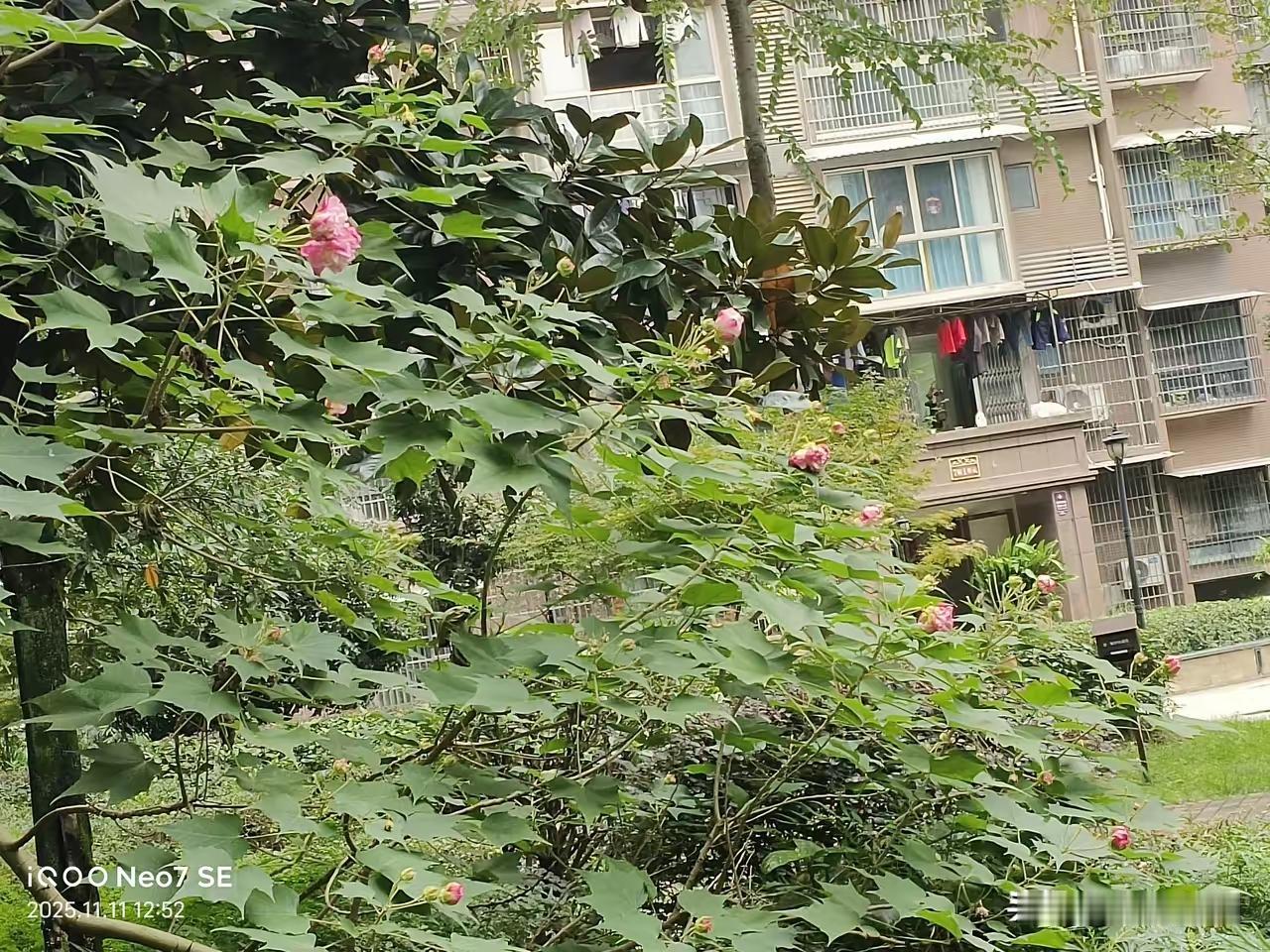 熊猫家隔壁的樱花国最近又在亚太地区折腾事，老美那边刚点头，要卖给他们8200万美