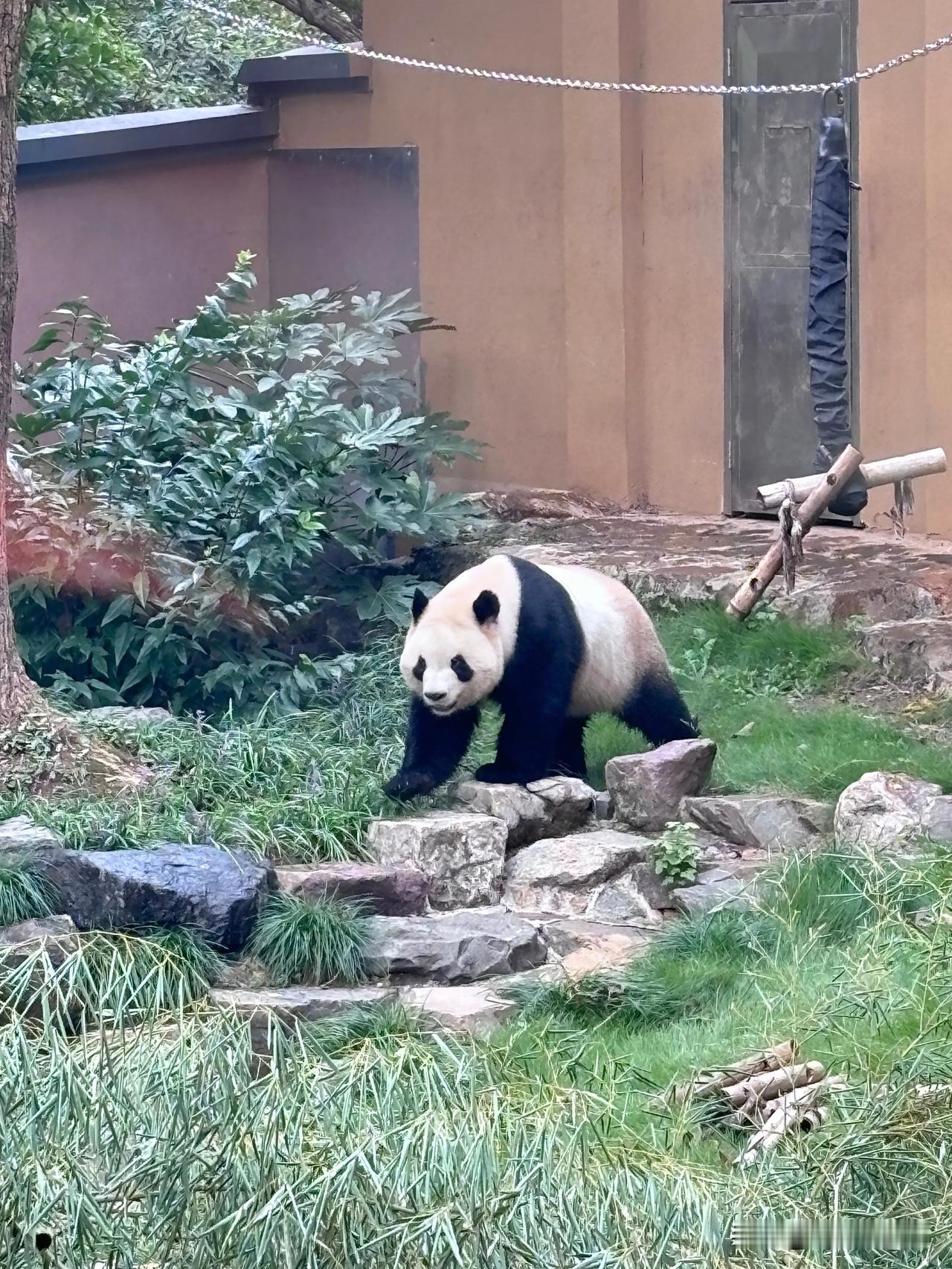 #看看你们拍的大熊猫#
杭州动物园，只拍到了春师傅，香果妹妹全程背对着，而且在室