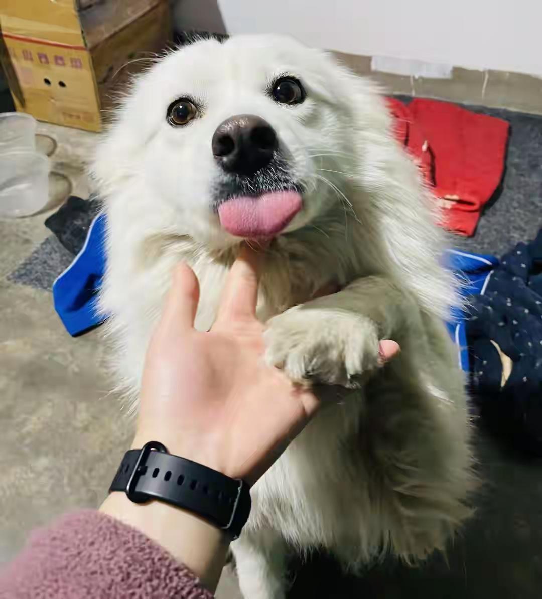 “狗被活活烧死，谁负主要责任呢？”

近日，连云港一小区，两男孩玩火点燃狗笼后狗