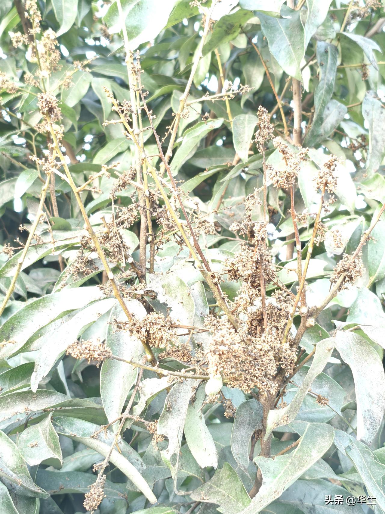 荔枝轻管护 稳挂果指南

今天路过城郊荔枝园，见月初还花繁叶茂的果林，竟多是光秃