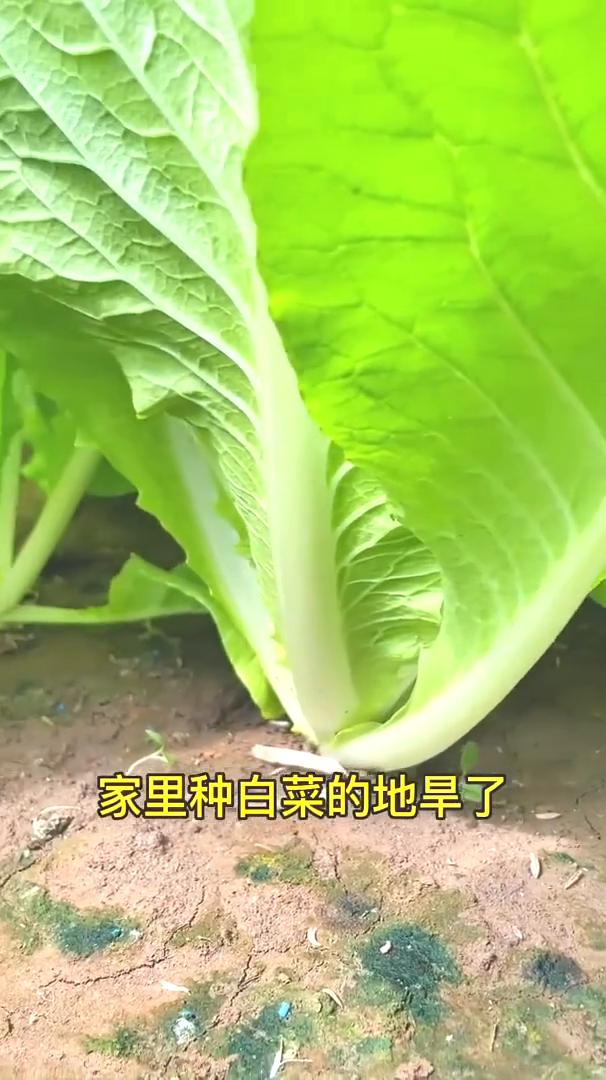 家里种白菜的地旱了，浇水有讲究，要掌握好浇水的时间。早晨九点之前把水浇完，水适量