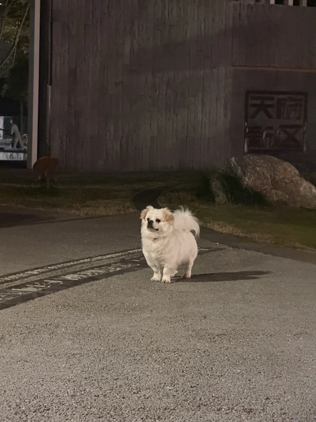 深夜小狗局｜从怀疑到确认是好朋狗