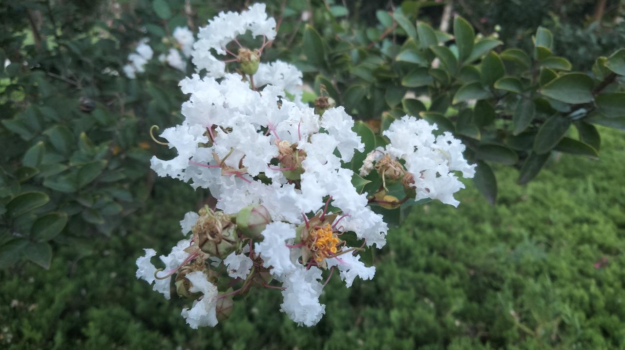 分享你随手拍的花紫薇花多彩“百日红”。