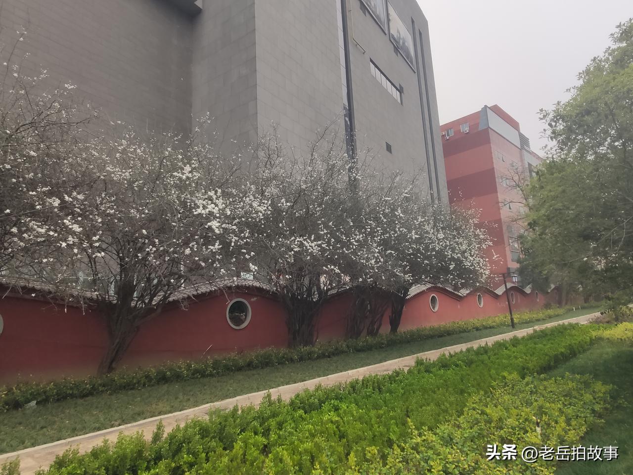 到过郑州市人民公园的你，不知道注意到没有，公园南门口东边院墙边的那一排浑身上下长