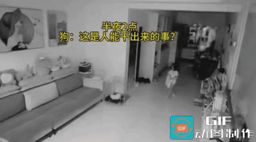 “鸠占鹊巢”的现实版。
小宝宝霸占了它的窝后，它非常失望，都没心情搭理它的俩个主