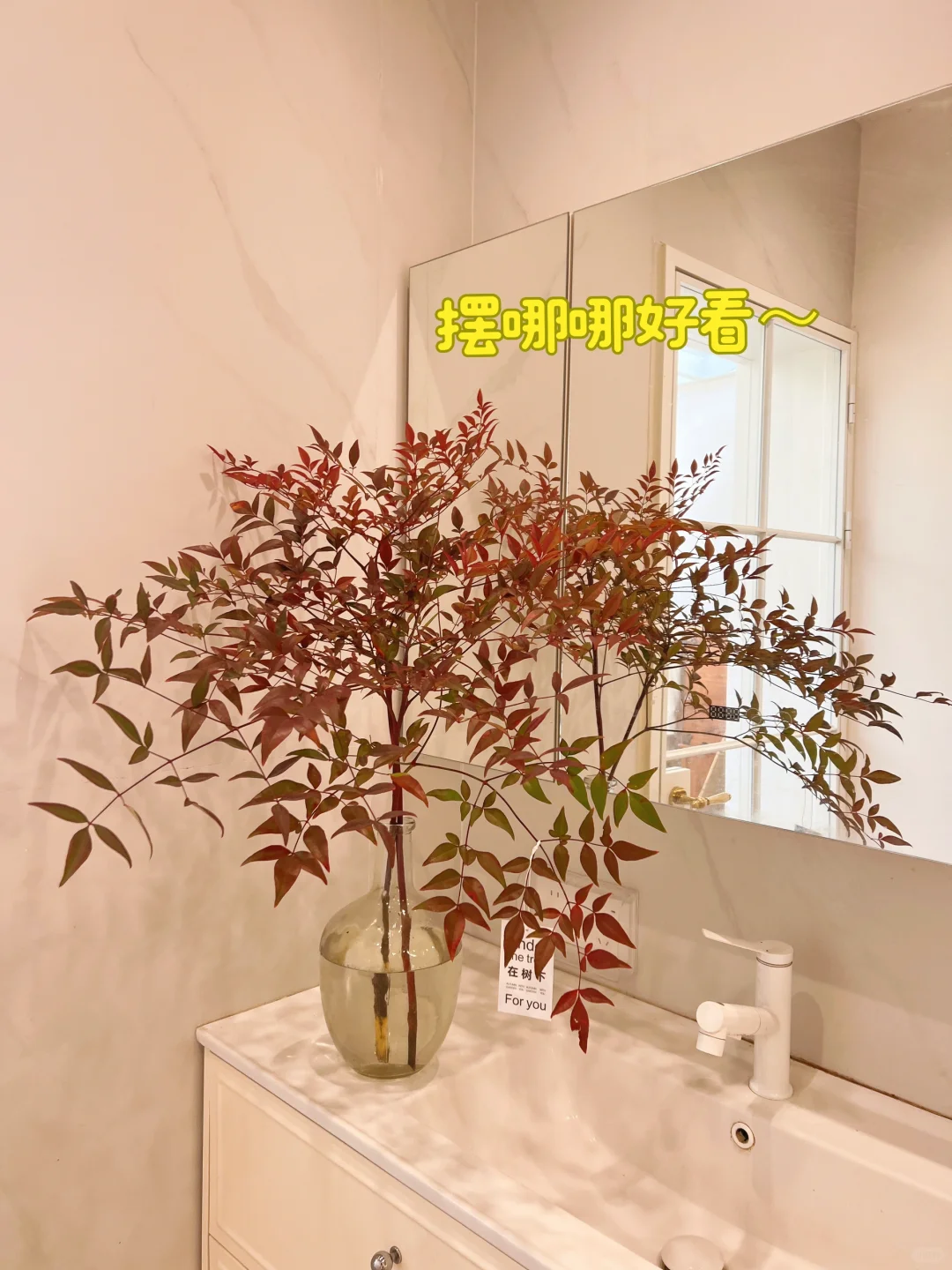 哇哦～20几r💰红叶南天竹🌿氛围感👍👍👍