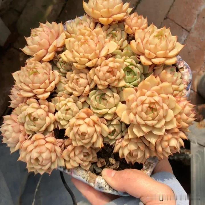 #多肉植物# 
秋天很美呀