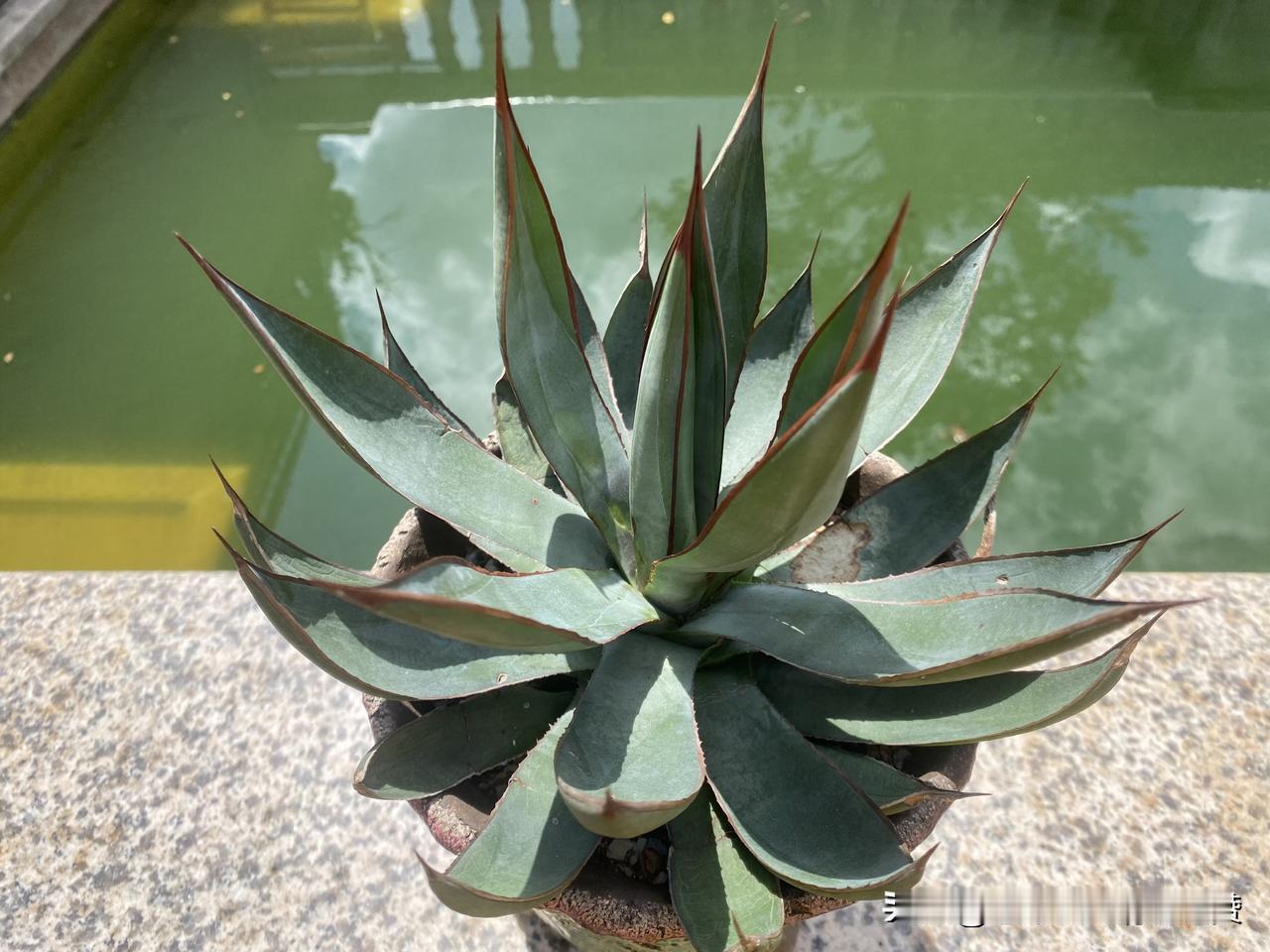 你问我答现在这个季节，可以给龙舌兰换盆吗？