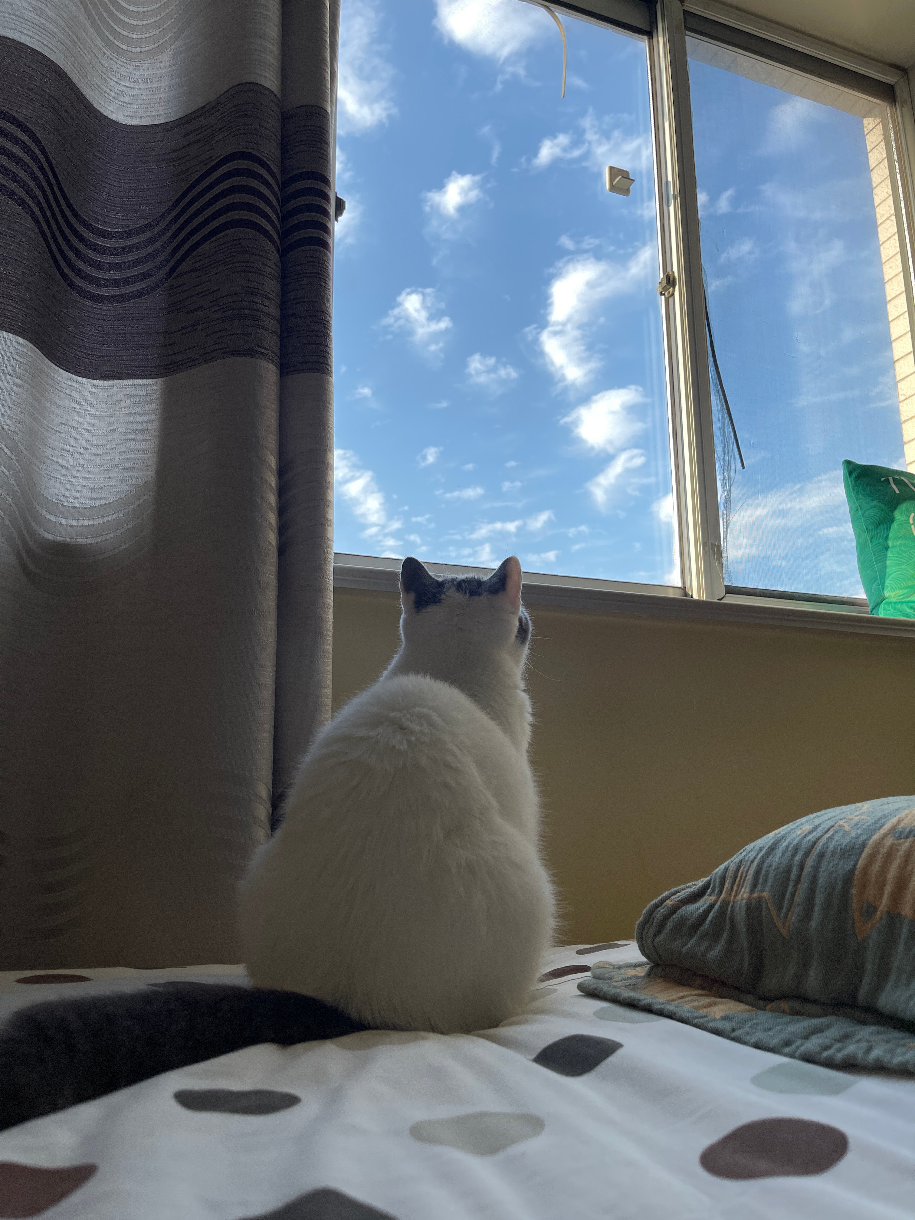 小豚很喜欢看天空呢 ​​​