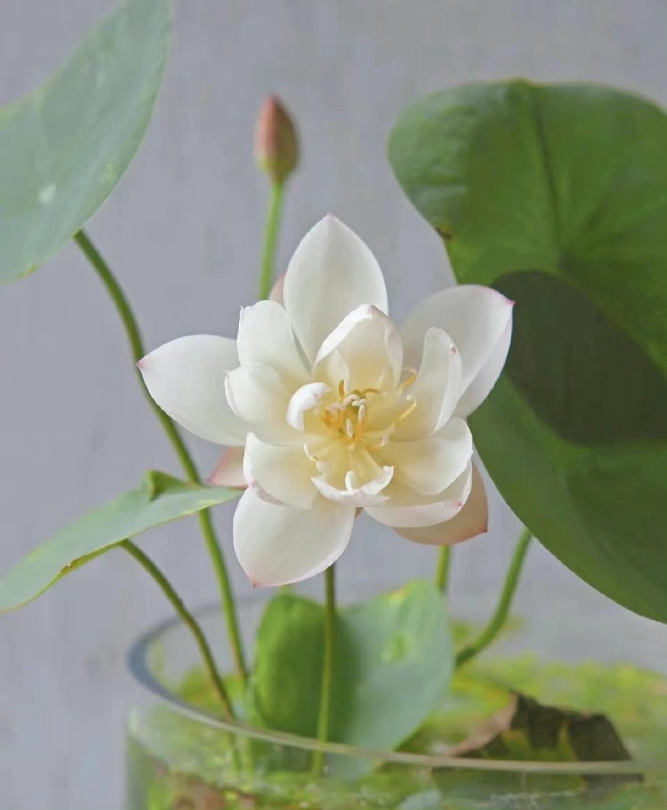 “今天飞花令｜主题【锦、书】古诗词 ”                     