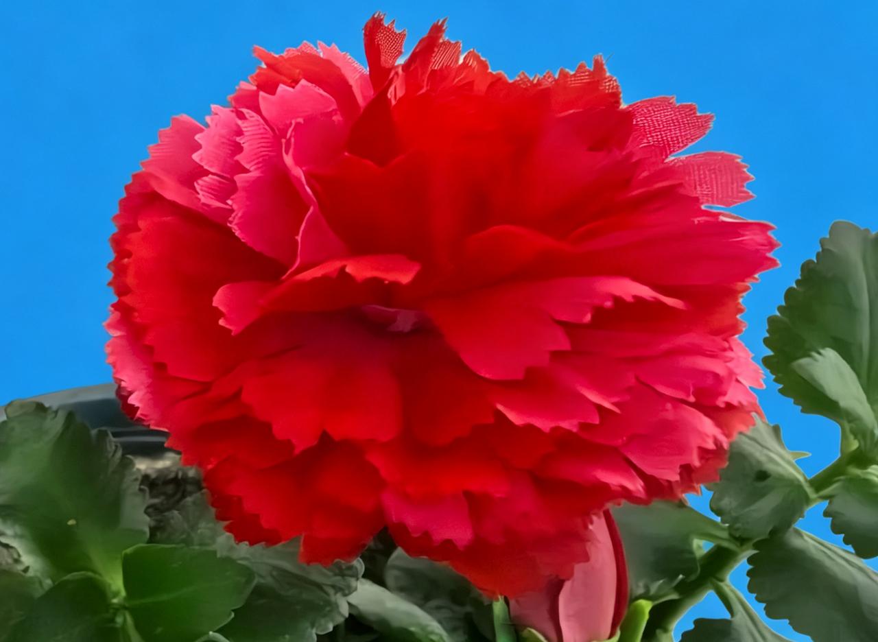 发一张你相册最近拍的花