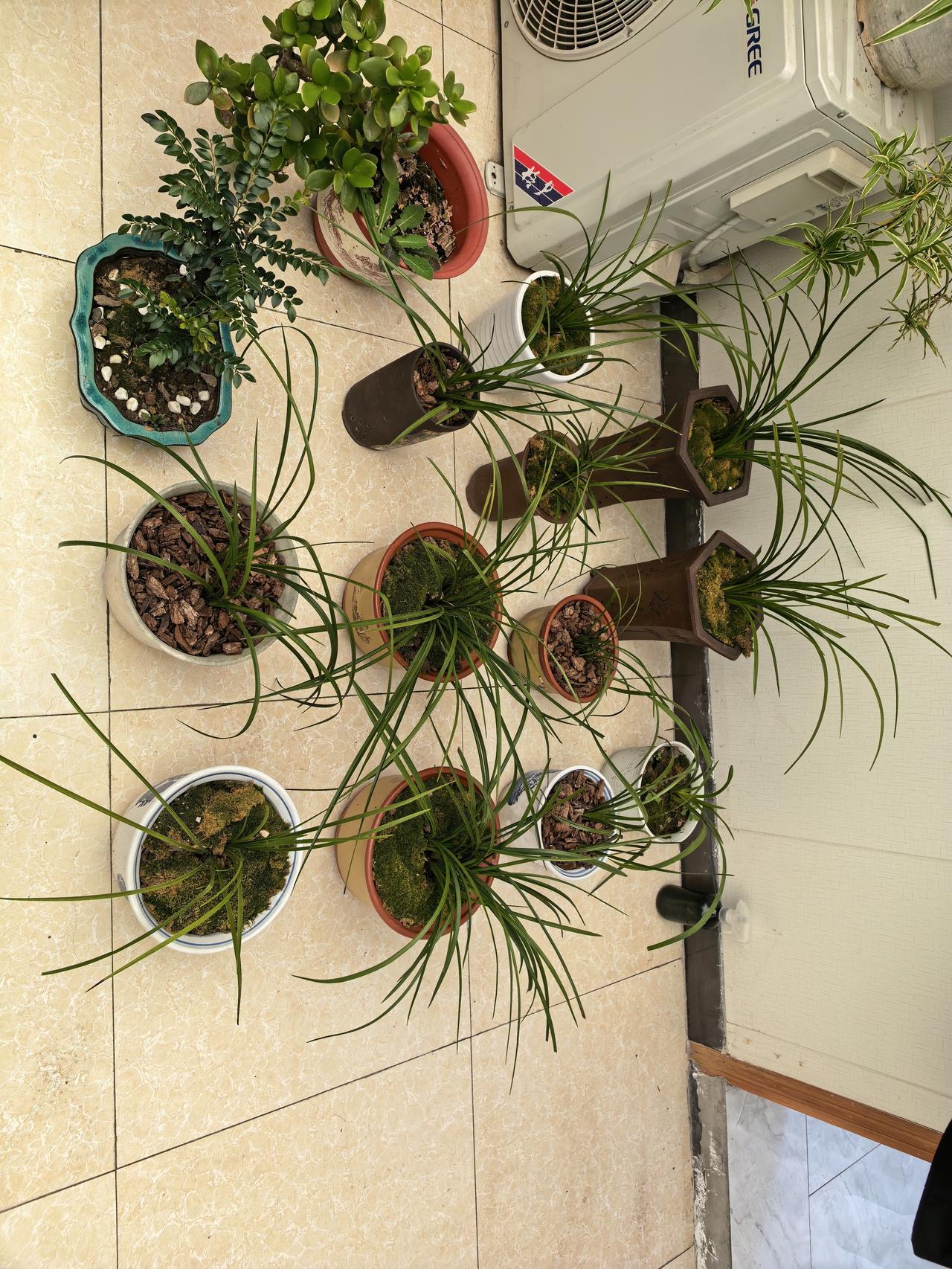 晒图笔记大赛野生兰花再家养，个个充满活力，杠杠的[赞][赞][赞]