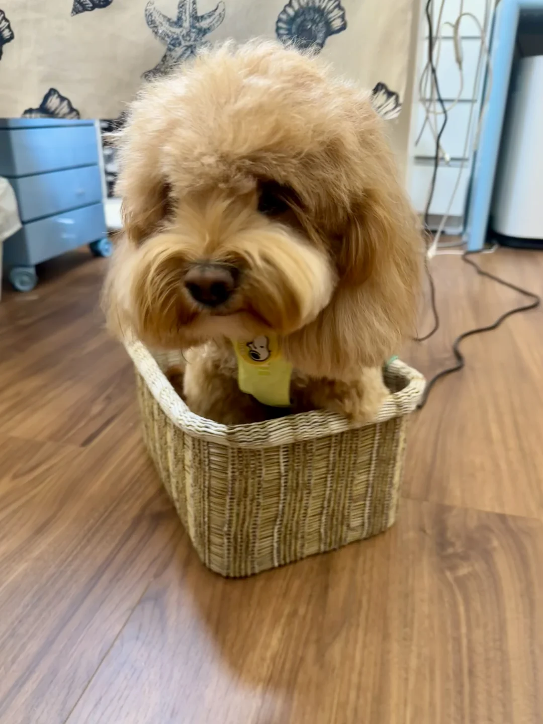 你好👋🏻我是迷你修勾