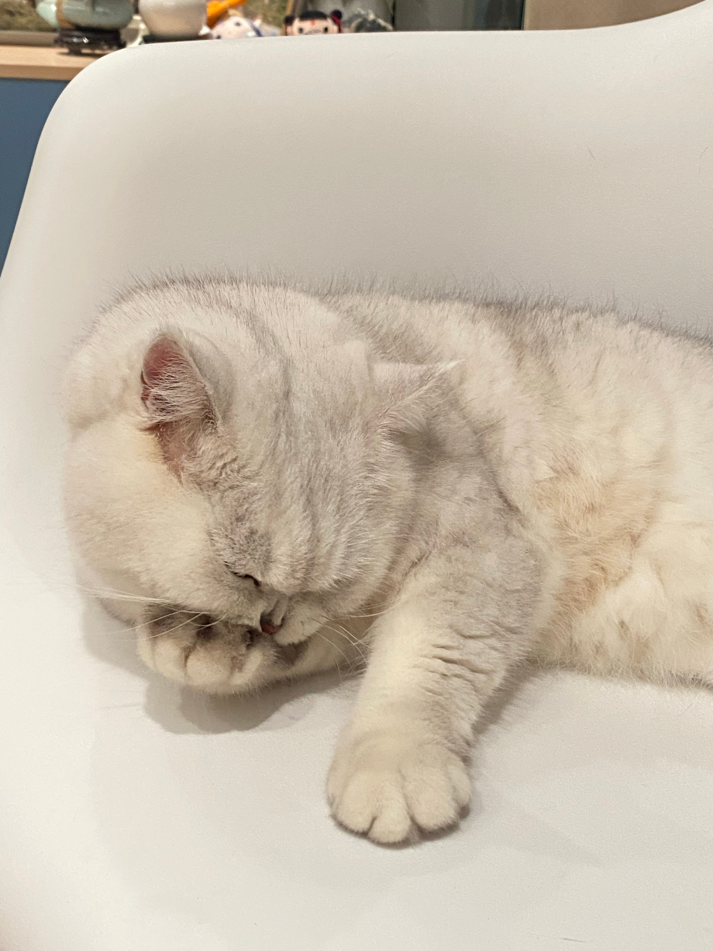 “爱干净得哟”猫咪一个亿[超话] ​​​
