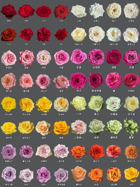 每日识花系列｜玫瑰识花合集