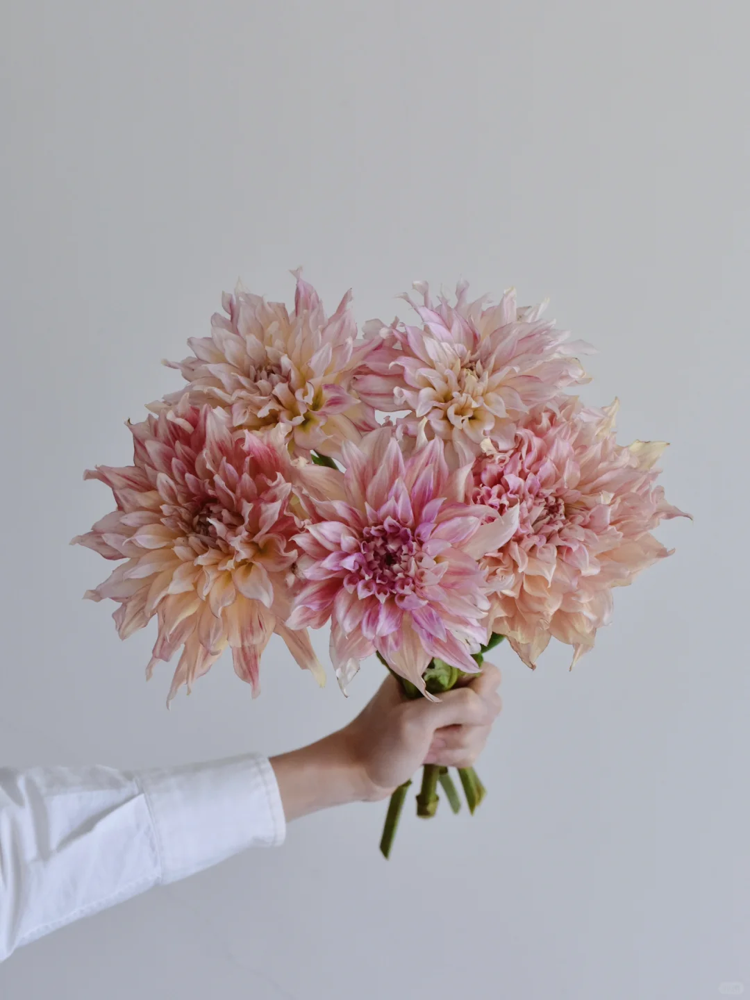 大丽花·航空飞行员