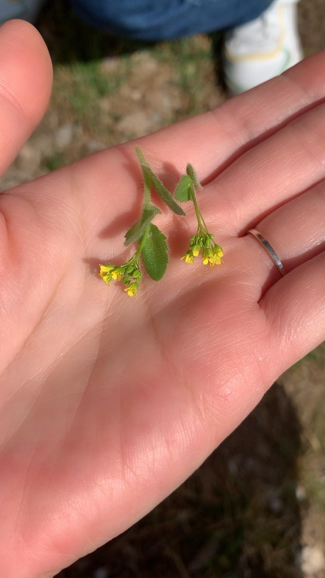 小黄花  又小又黄又花  实在不会抓住生活的美好[捂脸][捂脸]