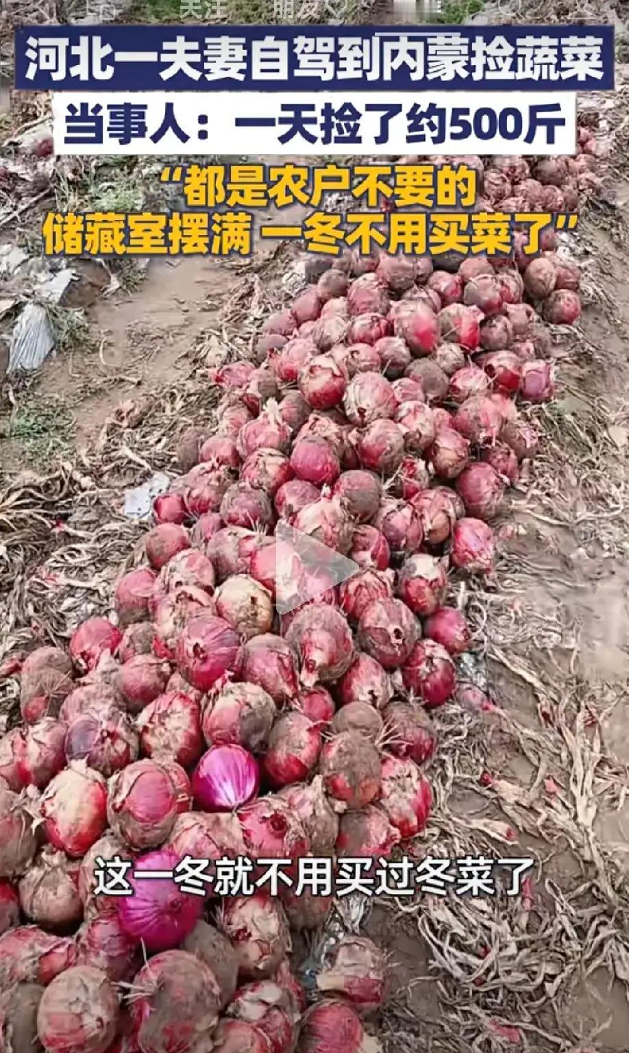 内蒙古的蔬菜捡也捡不完，从十一开始捡到了现在。

不过十一那时候都是游客小打小闹