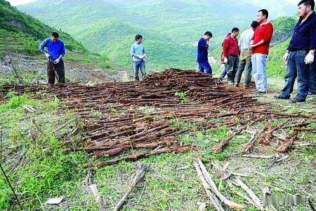 2009年，四川江油，挖出的东西可把在场的人吓了一跳，地下整整齐齐埋着1349支