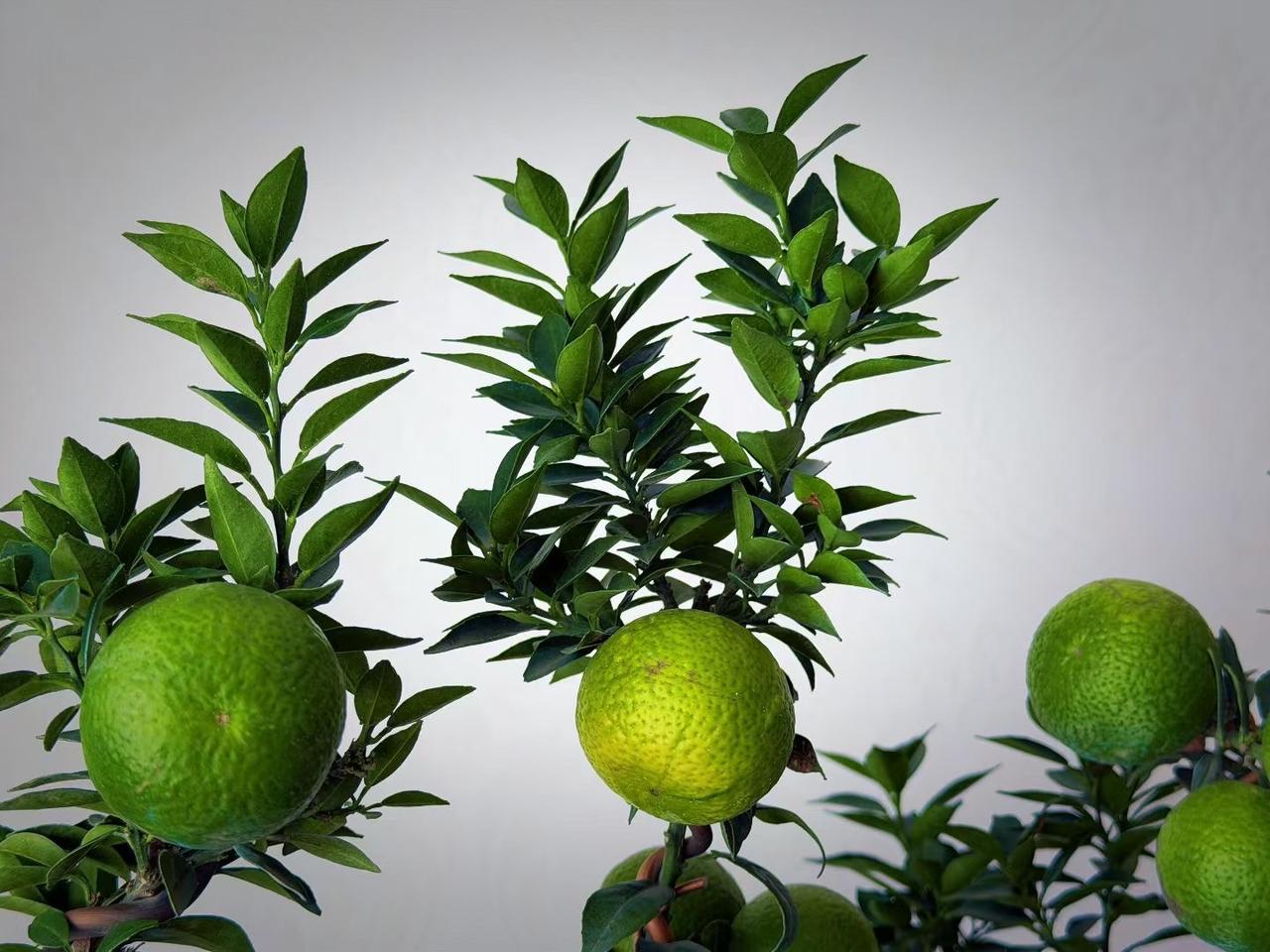 赏人间烟火

2. 守内心澄澈