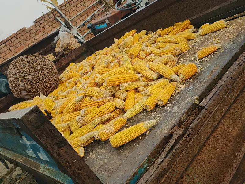 生活中处处藏着趣事，就像我去农村老家收玉米那次。阳光洒在金黄的田野上，我和父亲割