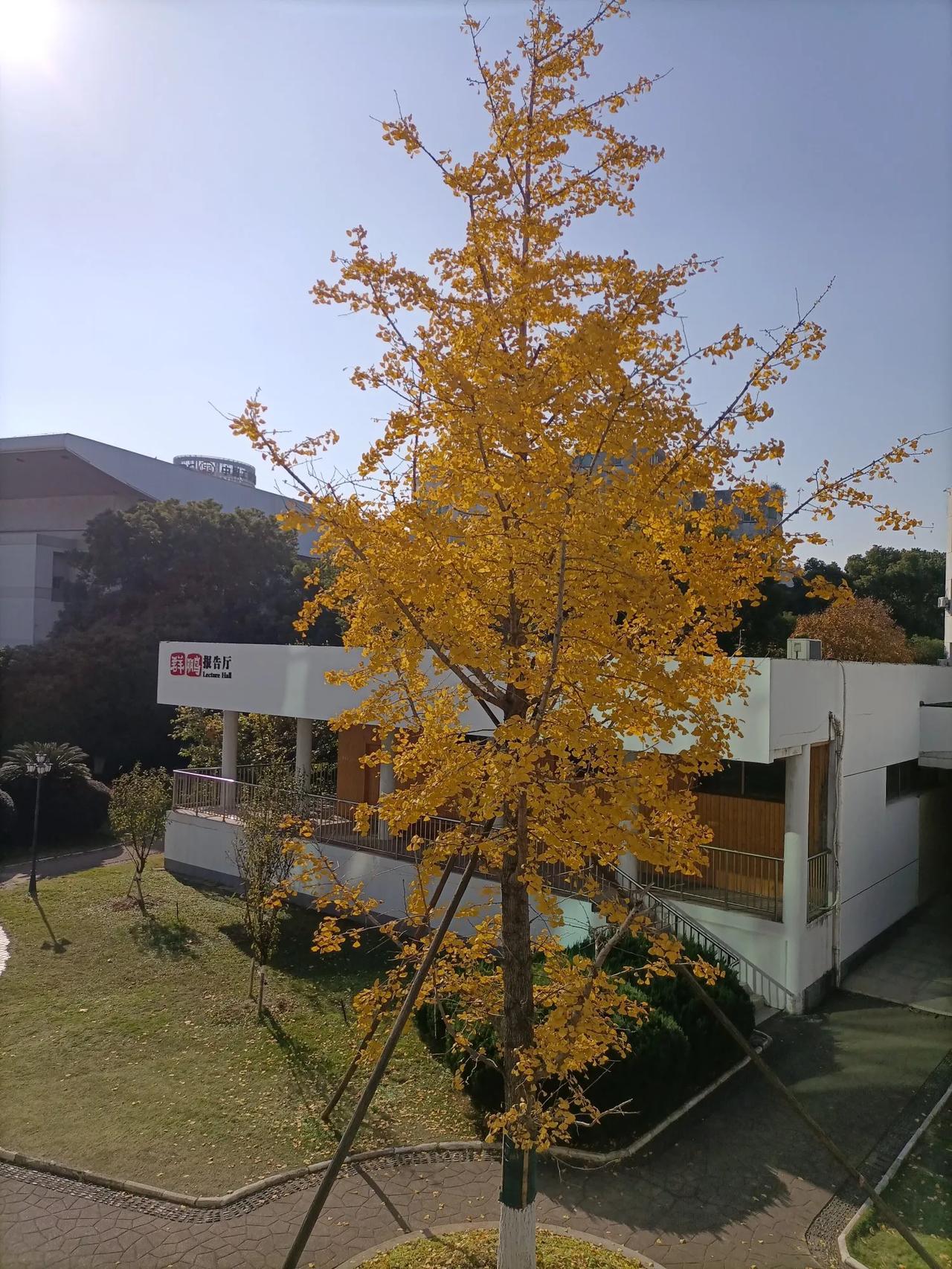 冬银杏黄