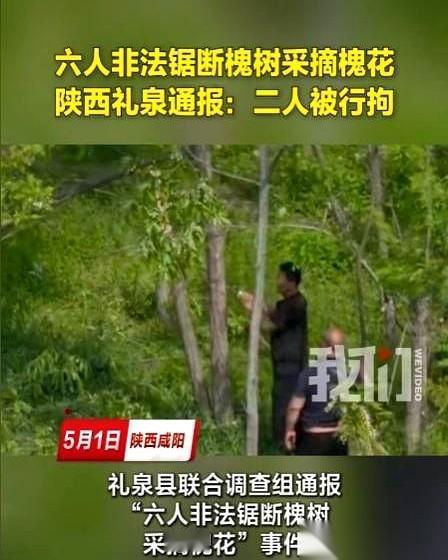 陕西咸阳，无人机镜头扫过山林，没捕捉到风景，却撞见一群人：刀光一闪，槐树轰然倒地