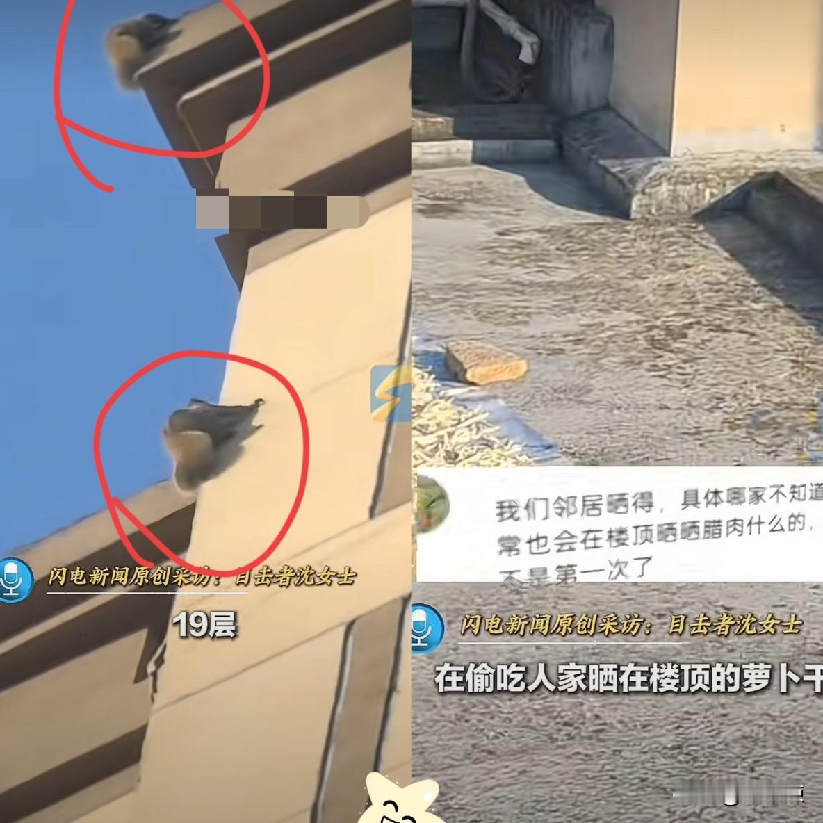 这下科学也解释不清了！浙江杭州，女子下楼出门，发现有个黑影正在墙壁上爬行，拿出手